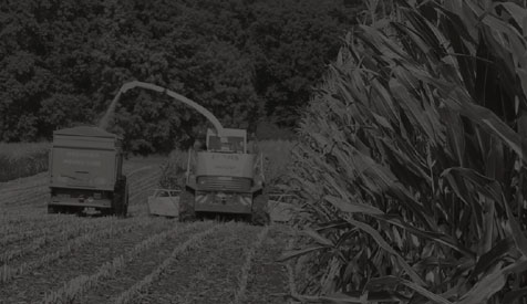 Maissilage/Maisernte