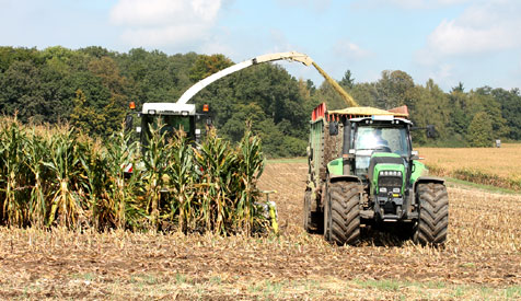Maissilage/Maisernte