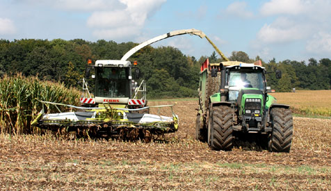 Maissilage/Maisernte