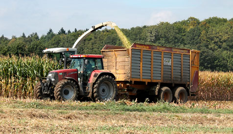 Maissilage/Maisernte