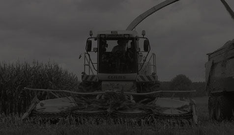 Maissilage/Maisernte