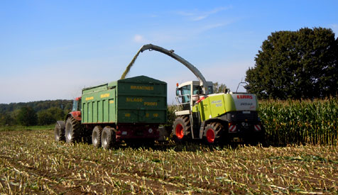 Maissilage/Maisernte